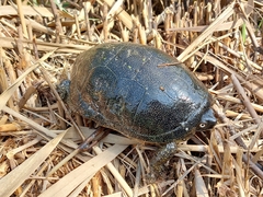 Emys orbicularis