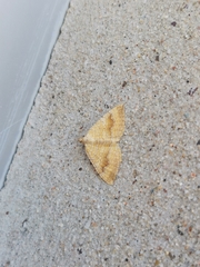 Camptogramma bilineata