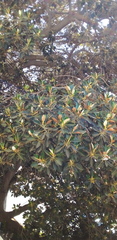 Ficus macrophylla