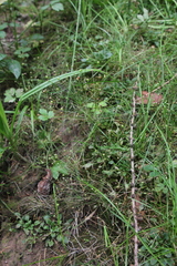 Androsace filiformis