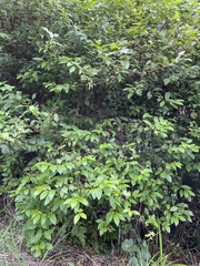 Maesa perlaria formosana