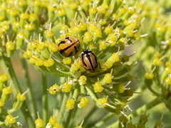 Coccinella miranda