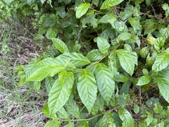 Maesa perlaria formosana