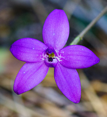 Glossodia minor