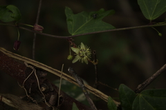 Passiflora pallida