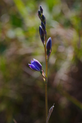 Thelymitra ixioides