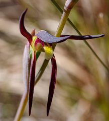 Lyperanthus suaveolens