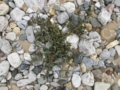 Atriplex prostrata
