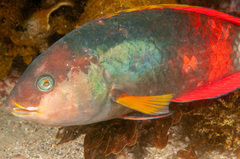 Notolabrus gymnogenis