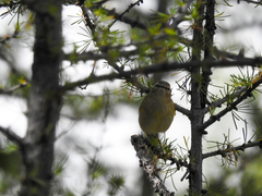 Phylloscopus humei