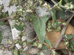 Atriplex prostrata