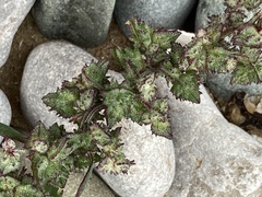 Atriplex prostrata