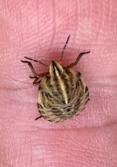 Graphosoma italicum italicum