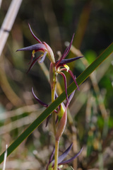 Lyperanthus suaveolens