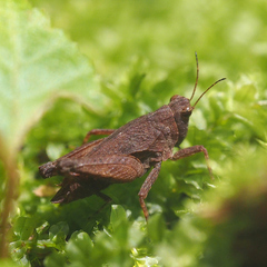 Formosatettix larvatus