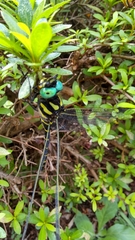 Anotogaster sieboldii
