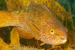 Olisthops cyanomelas