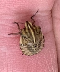 Graphosoma italicum italicum