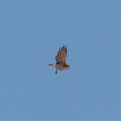 Circaetus gallicus