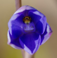 Thelymitra ixioides