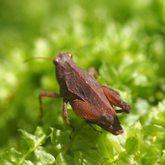 Formosatettix larvatus