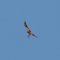 Circaetus gallicus