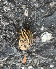 Graphosoma italicum italicum