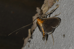 Filodes fulvidorsalis