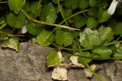 Lobelia angulata