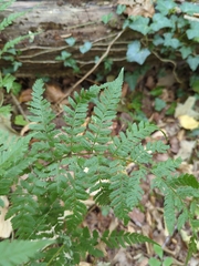 Dryopteris