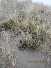 Ozothamnus leptophyllus