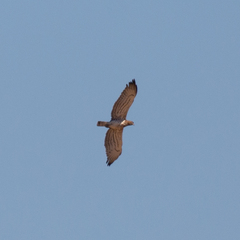 Circaetus gallicus