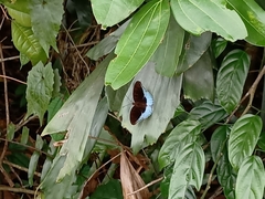 Tanaecia iapis