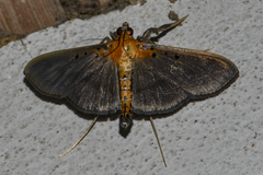 Filodes fulvidorsalis