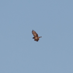Circaetus gallicus