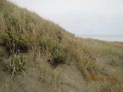 Ozothamnus leptophyllus