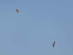 Circaetus gallicus