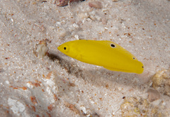 Halichoeres chrysus