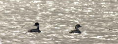 Podiceps occipitalis