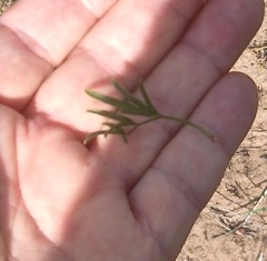 Rhynchosia ferulifolia