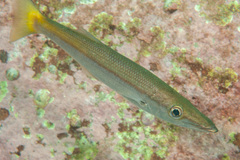 Dinolestes lewini