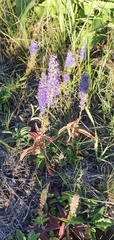 Veronica spicata