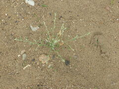 Corispermum hyssopifolium