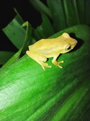 Raorchestes luteolus