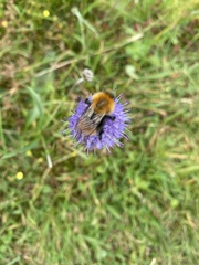 Bombus pascuorum