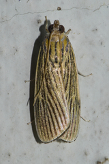 Tyspanodes linealis