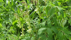 Lathyrus laevigatus occidentalis
