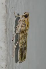 Tyspanodes linealis