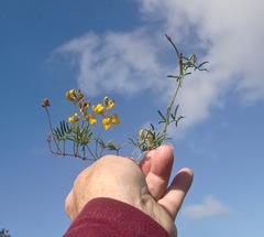 Rhynchosia ferulifolia