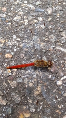 Sympetrum frequens